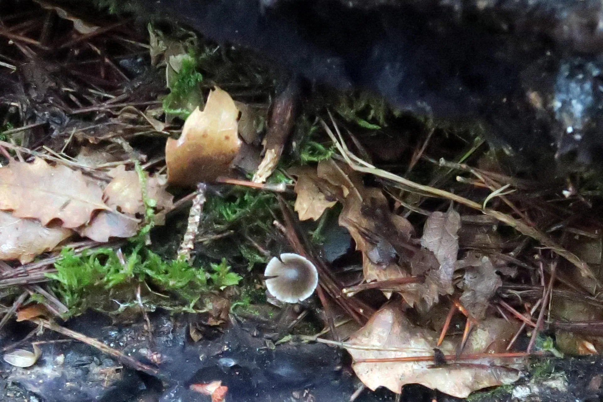 Mycena viridimarginata - 1 - IMG_9637